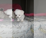 Puppy Puppy  2 Lady Maltese