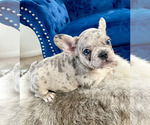 Small Photo #28 French Bulldog Puppy For Sale in SCREVEN, GA, USA