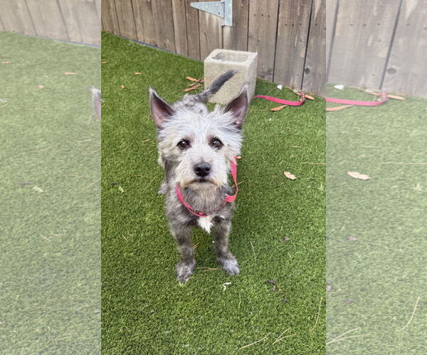 Medium Photo #4 Cairn Terrier-Unknown Mix Puppy For Sale in Mission Viejo, CA, USA