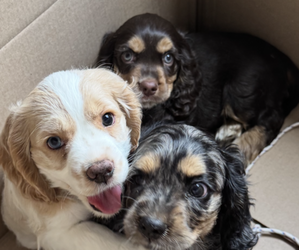 Cocker Spaniel Puppy for sale in WEST PALM BEACH, FL, USA