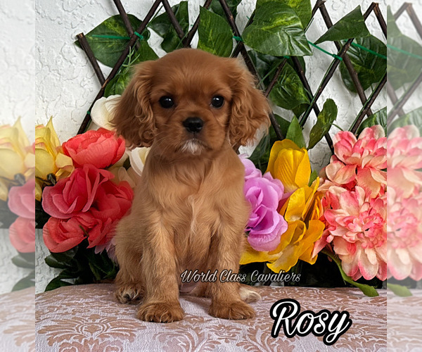 Medium Photo #1 Cavalier King Charles Spaniel Puppy For Sale in MIAMI, FL, USA