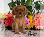 Image preview for Ad Listing. Nickname: Rosy
