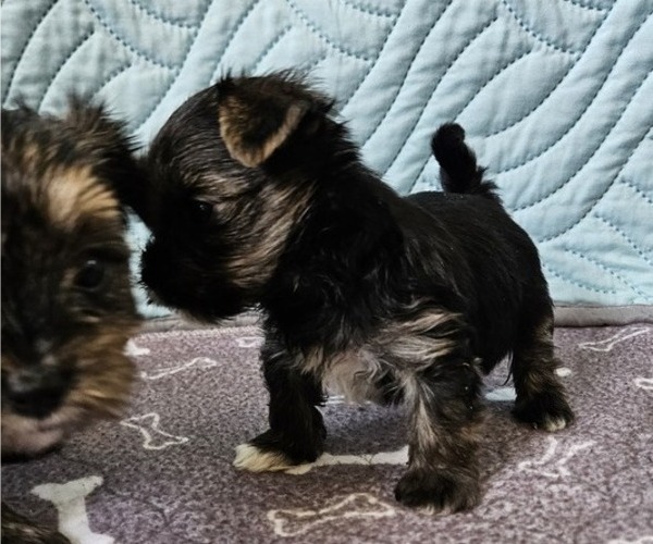 Medium Photo #8 Yorkshire Terrier Puppy For Sale in SARASOTA, FL, USA