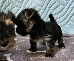 Small Photo #8 Yorkshire Terrier Puppy For Sale in SARASOTA, FL, USA