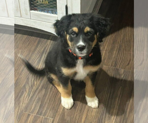 Medium Photo #4 Aussiedor Puppy For Sale in Germantown, OH, USA