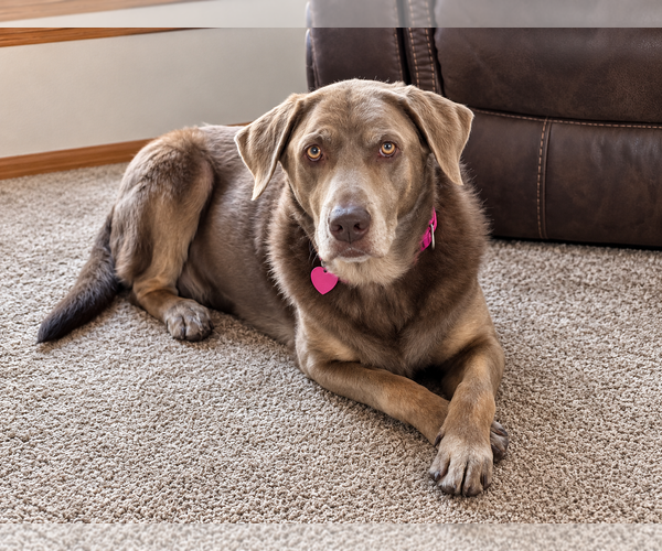Medium Photo #1 Labrador Retriever Puppy For Sale in Clovis, CA, USA
