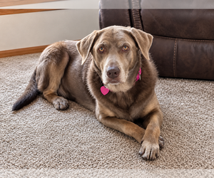 Labrador Retriever Dogs for adoption in Clovis, CA, USA