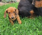 COPPER - Male Dachshund Puppy for Sale - Photo #2