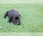 Small English Bulldog