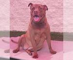Small American Pit Bull Terrier-Labrador Retriever Mix