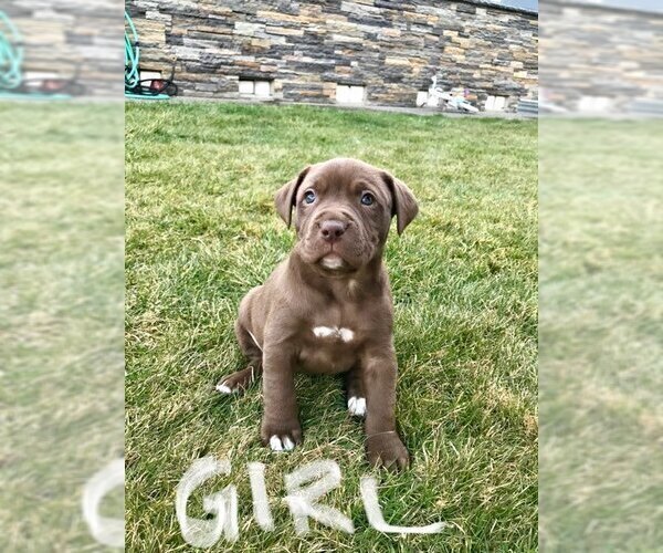 Medium Photo #5 American Bully-Labrador Retriever Mix Puppy For Sale in BLAINE, WA, USA
