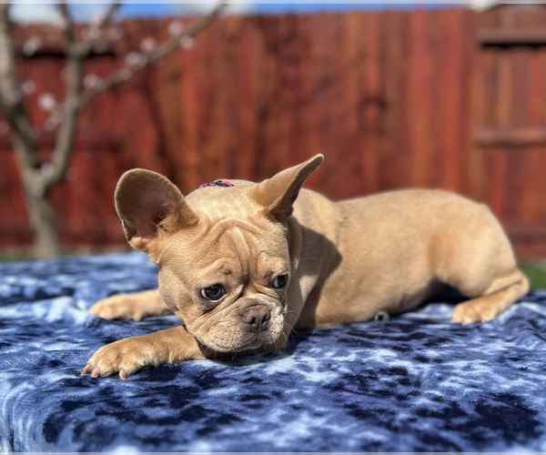 Medium Photo #3 French Bulldog Puppy For Sale in SACRAMENTO, CA, USA