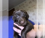 Small Photo #22 Labradoodle Puppy For Sale in MIFFLINBURG, PA, USA