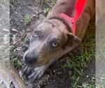 Small #5 Catahoula Leopard Dog Mix