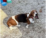 Small #2 Basset Hound