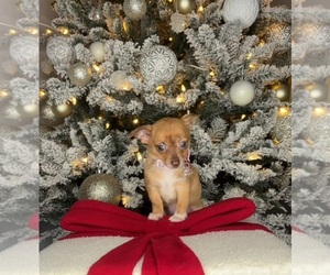 Chihuahua Puppy for sale in CHARLOTTE, NC, USA