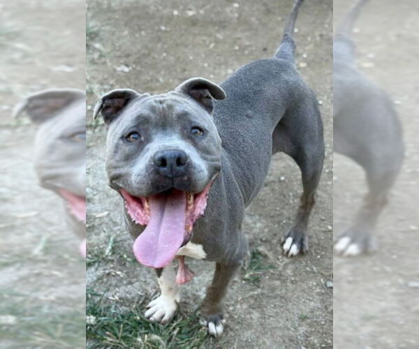 Medium Photo #2 American Pit Bull Terrier Puppy For Sale in Riverside, CA, USA