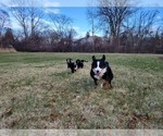 Small Photo #15 Bernese Mountain Dog Puppy For Sale in WATERFORD, MI, USA