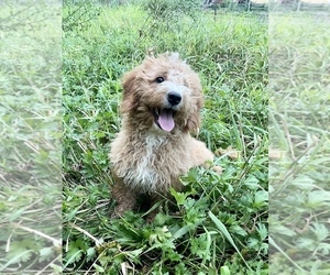Goldendoodle-Poodle (Miniature) Mix Puppy for sale in ROWLEY, MA, USA