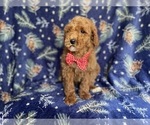 Small Photo #7 Poodle (Standard) Puppy For Sale in LAKELAND, FL, USA