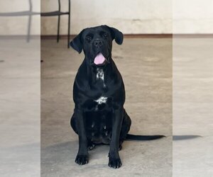 Mother of the Cane Corso puppies born on 02/13/2025