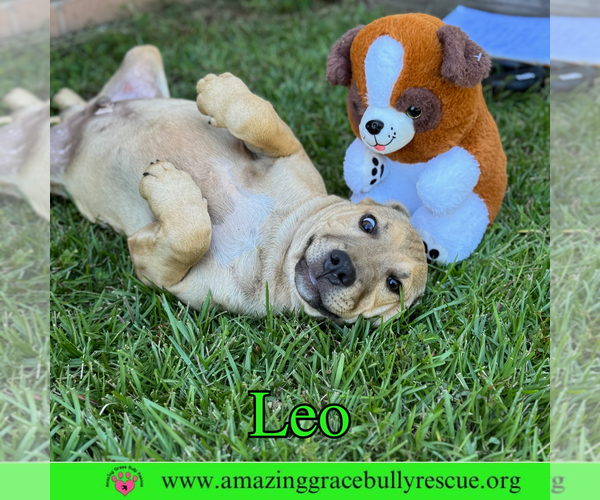 Medium Photo #1 Bulldog-Labrador Retriever Mix Puppy For Sale in Pensacola, FL, USA