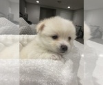 Small Photo #10 Cardigan Welsh Corgi-Pomeranian Mix Puppy For Sale in ALBUQUERQUE, NM, USA