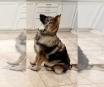 Small #1 German Shepherd Dog