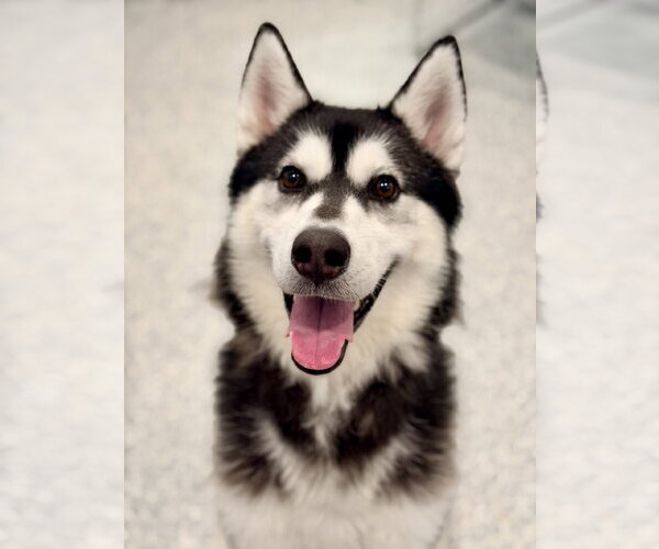 Medium Photo #1 Siberian Husky Puppy For Sale in Manahawkin, NJ, USA