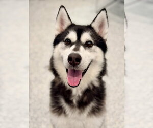 Siberian Husky Dogs for adoption in Manahawkin, NJ, USA