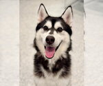 Small Siberian Husky