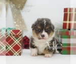 Small #12 Pembroke Welsh Corgi