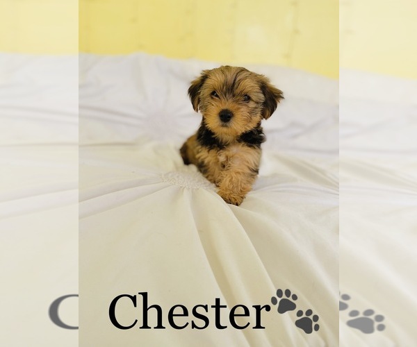 Medium Photo #2 Yorkshire Terrier Puppy For Sale in COOKEVILLE, TN, USA