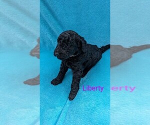 Poodle (Standard) Puppy for sale in WHITEVILLE, TN, USA