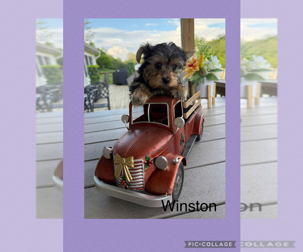 Medium Photo #7 Yorkshire Terrier Puppy For Sale in BENNINGTON, IN, USA