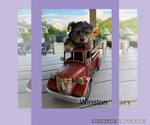 Small #6 Yorkshire Terrier