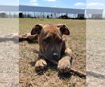 Small #5 Boxer-Staffordshire Bull Terrier Mix