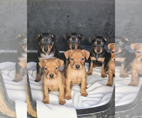 Medium Photo #1 Unknown-Yorkie Pin Mix Puppy For Sale in FRESNO, CA, USA