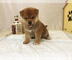 Small Photo #4 Shiba Inu Puppy For Sale in NEW YORK, NY, USA