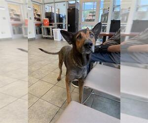 German Shepherd Dog-Unknown Mix Dogs for adoption in San Antonio, TX, USA
