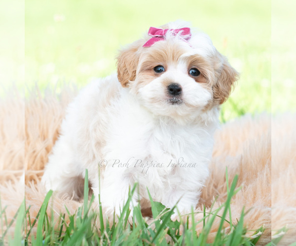 Medium Photo #4 Maltipoo (Toy) Puppy For Sale in WARSAW, IN, USA