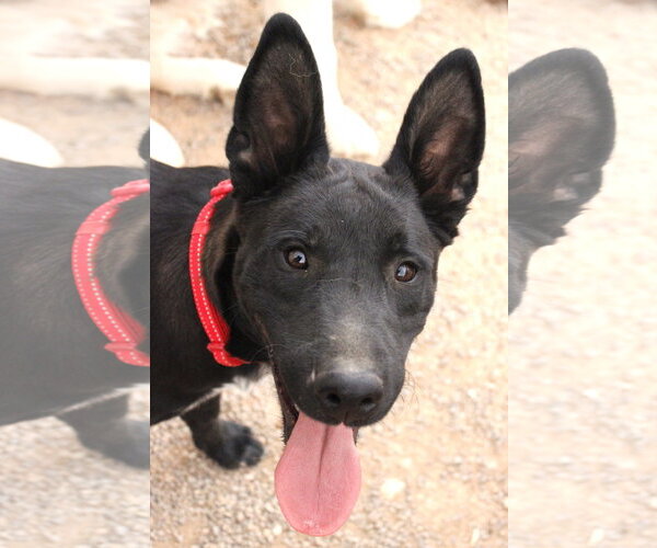 Medium Photo #14 Mutt Puppy For Sale in Cedar Crest, NM, USA