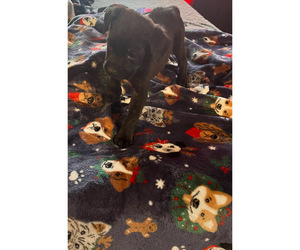 Cane Corso-Rottweiler Mix Puppy for sale in LANSFORD, PA, USA