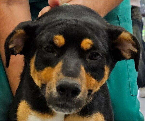 Medium Photo #2 Mutt Puppy For Sale in Royal Palm Beach, FL, USA