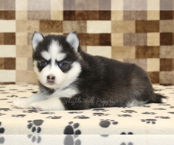 Medium Photo #2 Pomsky Puppy For Sale in DENVER, PA, USA