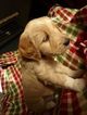 Small Photo #4 Goldendoodle Puppy For Sale in BOLIVAR, MO, USA