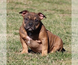 American Bully Puppy for sale in BILLINGS, MO, USA