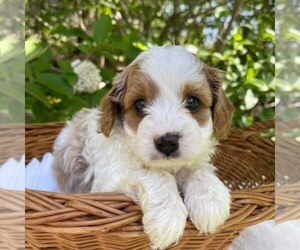 Cavapoo Puppy for sale in NEWPORT, PA, USA
