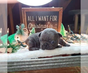 French Bulldog Puppy for sale in CHATTANOOGA, TN, USA