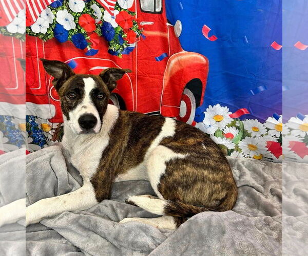 Medium Photo #2 Mutt Puppy For Sale in Rockaway, NJ, USA